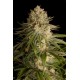 Cheese Feminized - Dinafem