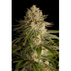 Critical Kush Feminizadas - Dinafem