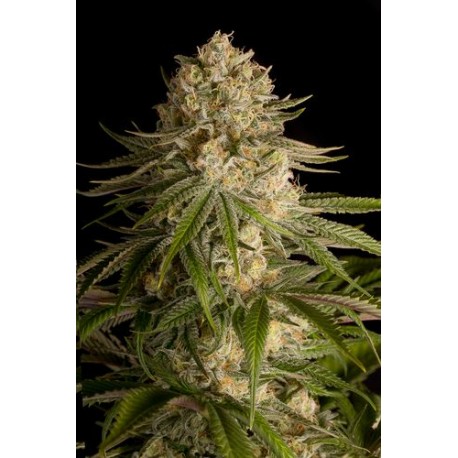 Cheese feminized - Dinafem