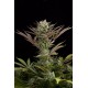 Cheese feminized - Dinafem