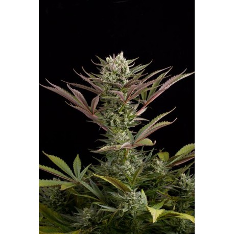 Cheese Feminized - Dinafem