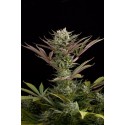 Deep Cheese feminized - Dinafem