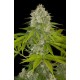 Power Kush Feminized - Dinafem