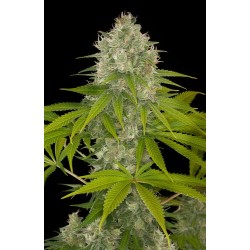 Power Kush Feminizadas - Dinafem