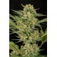 Critical Kush Feminizadas - Dinafem