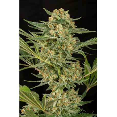 Critical Kush Feminizadas - Dinafem