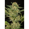 Critical Cheese Feminizadas - Dinafem