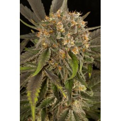 Blue Kush femminilizzata - Dinafem