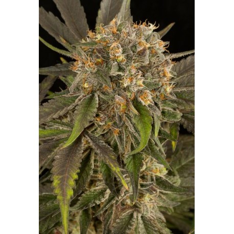 Critical Cheese Feminizadas - Dinafem