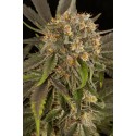 Blue Kush Feminizadas - Dinafem