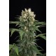 Critical Cheese feminized - Dinafem