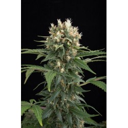 Blue Thai Feminizadas - Dinafem