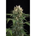 Blue Thai feminized - Dinafem