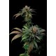 Critical Cheese Feminized - Dinafem