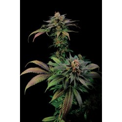 Blue Widow femminilizzata - Dinafem