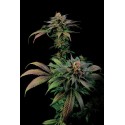 Blue Widow Feminizadas - Dinafem