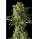 Critical Cheese Feminisiert - Dinafem