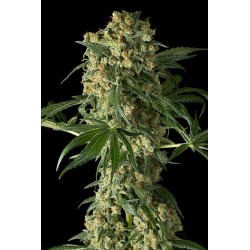 Big Kush Feminitzades - Dinafem