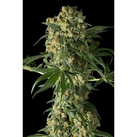 Critical Cheese Feminisiert - Dinafem