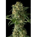 Big Kush Feminized - Dinafem