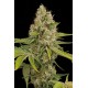 Critical Cheese Feminisiert - Dinafem