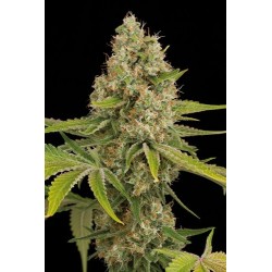 OG Kush feminized - Dinafem