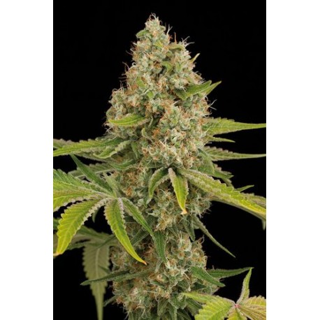 Critical Cheese Feminizadas - Dinafem