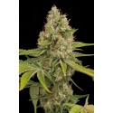 OG Kush Feminized - Dinafem