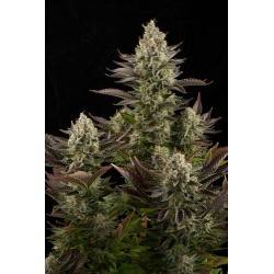 White Widow Feminizadas - Dinafem