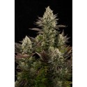 White Widow femminilizzata - Dinafem