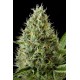 Critical Cheese Feminizadas - Dinafem
