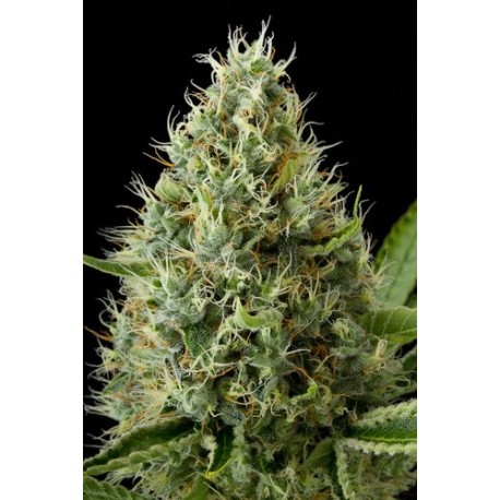 Critical Cheese femminilizzata - Dinafem