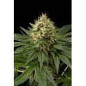 Dinachem Feminized - Dinafem