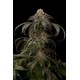 Graines de Purple Afghan Kush de Dinafem