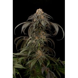 Purple Afghan Kush Féminisées - Dinafem