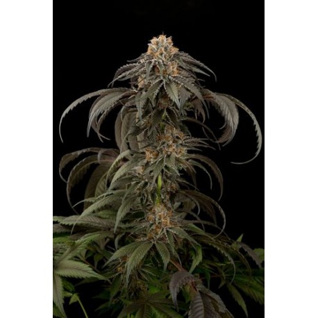 Graines de Purple Afghan Kush de Dinafem