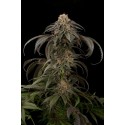 Purple Afghan Kush Feminizadas - Dinafem