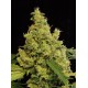 Dinachem Feminized - Dinafem