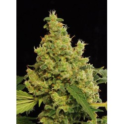 Blue Hash Feminized - Dinafem