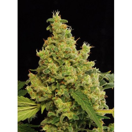 Dinachem Feminized - Dinafem