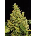 Blue Hash Feminized - Dinafem