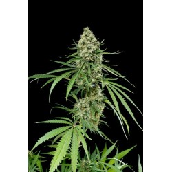 Critical + feminized - Dinafem