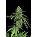 Critical + feminized - Dinafem