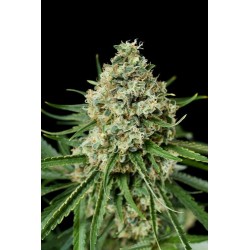 Critical + 2.0 Feminized - Dinafem