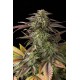 Dinachem Feminized - Dinafem