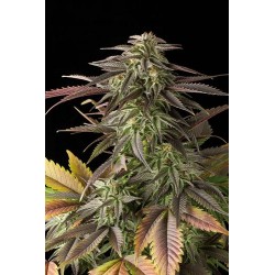 Blue Cheese Feminisiert - Dinafem