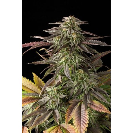 Dinachem Feminized - Dinafem