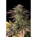 Blue Cheese Feminisiert - Dinafem