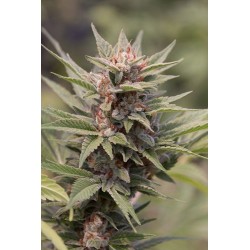 Diesel feminized - Dinafem