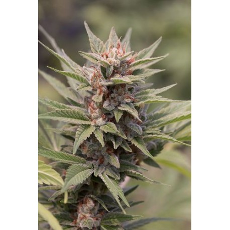 Blue Cheese Feminisiert - Dinafem